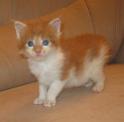 Kyron